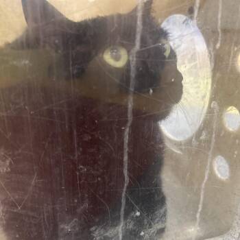 Tyrion -  Domestic Short Hair Cat for Adoption in Philadelphia, Pennsylvania - Tyrion | PetCurious