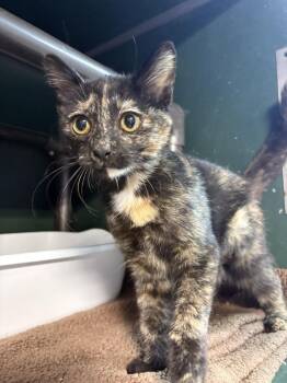 Bluebell -  Domestic Short Hair Cat for Adoption in Mishawaka, Indiana - Bluebell | PetCurious