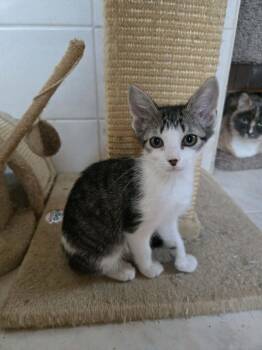 CLEO -  Domestic Short Hair Cat for Adoption in Holbrook, New York - CLEO | PetCurious