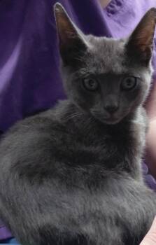 Nix -  Domestic Short Hair Cat for Adoption in Henderson, North Carolina - Nix | PetCurious