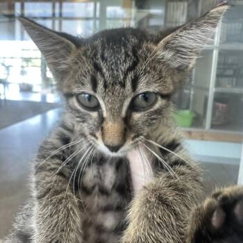 DW -  Domestic Short Hair Cat for Adoption in Leander, Texas - DW | PetCurious