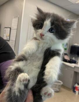 Shelly -  Domestic Long Hair and Domestic Short Hair Cat for Adoption in Lafayette, Indiana - Shelly | PetCurious