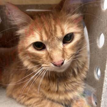 Leon -  Domestic Short Hair Cat for Adoption in Philadelphia, Pennsylvania - Leon | PetCurious