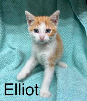 Elliot -  American Shorthair Cat for Adoption in Princeton, Indiana - Elliot | PetCurious