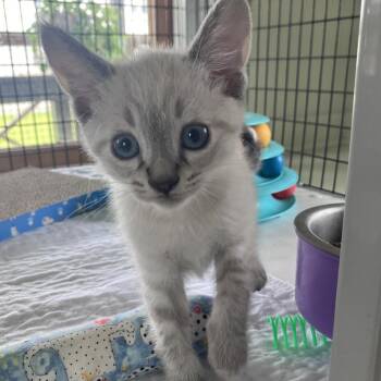 Domestic Short Hair Cats Available for Adoption in Freeport, Florida - Twinkle | PetCurious