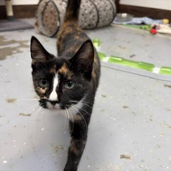 Marigold -  American Shorthair Cat for Adoption in Perry, Georgia - Marigold | PetCurious