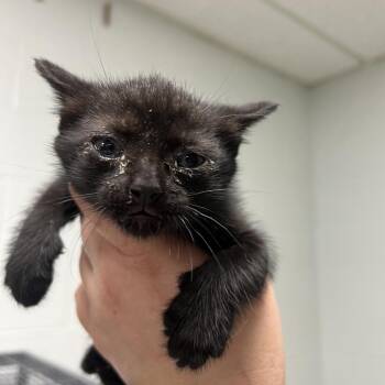 Henna-C -  Domestic Short Hair Cat for Adoption in East St. Louis, Illinois - Henna-C | PetCurious