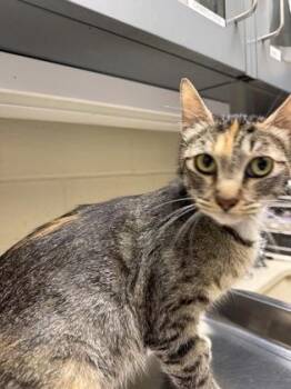 Cassiopeia -  Domestic Short Hair Cat for Adoption in Wichita, Kansas - Cassiopeia | PetCurious