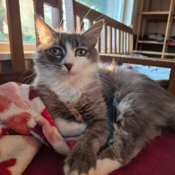 Micah -  Domestic Medium Hair Cat for Adoption in Richland, Michigan - Micah | PetCurious