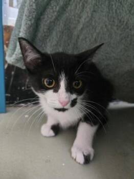 Oliver -  Domestic Short Hair Cat for Adoption in Savannah, Georgia - Oliver | PetCurious