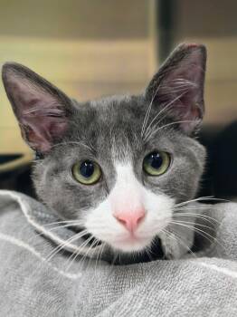 Huckleberry -  Domestic Short Hair Cat for Adoption in Oriental, North Carolina - Huckleberry | PetCurious