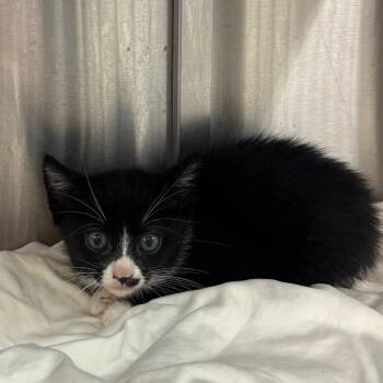 Dear FKA Little Dana -  Domestic Short Hair Cat for Adoption in Philadelphia, Pennsylvania - Dear FKA Little Dana | PetCurious