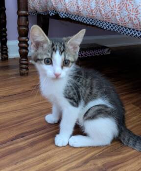 Taren26 -  Domestic Short Hair Cat for Adoption in Youngsville, North Carolina - Taren26 | PetCurious
