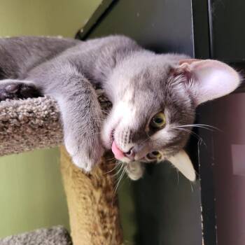 Sammy -  Domestic Short Hair Cat for Adoption in Los Angeles, California - Sammy | PetCurious