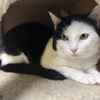 Milo -  Tuxedo Cat for Adoption in Kansas City, Missouri - Milo | PetCurious