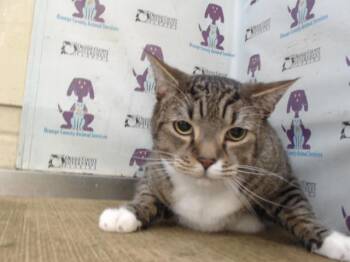 A604236 -  Domestic Short Hair Cat for Adoption in Orlando, Florida - A604236 | PetCurious