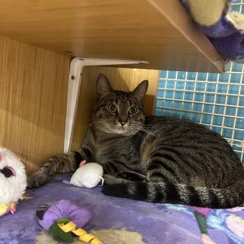Shirley -  Domestic Short Hair Cat for Adoption in Manhattan, Kansas - Shirley | PetCurious