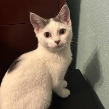 Domestic Short Hair Cats Available for Adoption in Owatonna, Minnesota - Holly | PetCurious