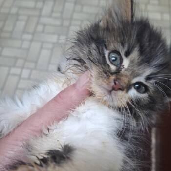 Dodger -  Domestic Medium Hair Cat for Adoption - Dodger | PetCurious