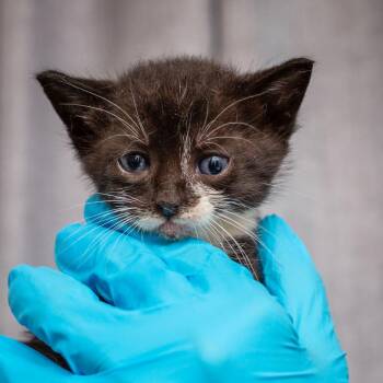 Domestic Short Hair Cats Available for Adoption - Bubble Gum | PetCurious