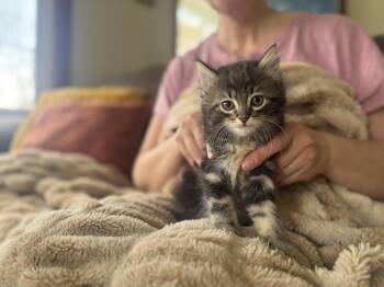 Domestic Short Hair Cats Available for Adoption - Millie- Transport | PetCurious