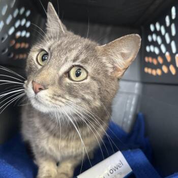 Domestic Short Hair Cats Available for Adoption in Garfield, Arkansas - Zucchini | PetCurious