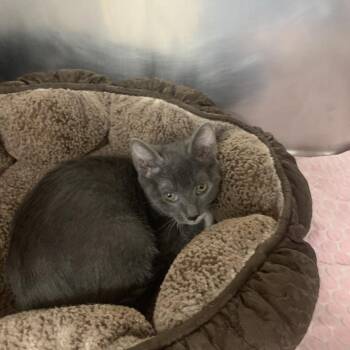 Beetle -  Domestic Short Hair Cat for Adoption in West Palm Beach, Florida - Beetle | PetCurious