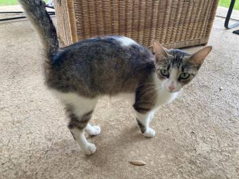 Momma Cat -  Tabby Cat for Adoption in San Antonio, Texas - Momma Cat | PetCurious