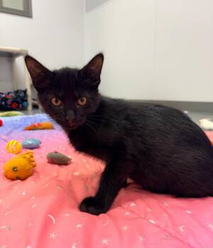 Gavin -  Domestic Short Hair Cat for Adoption in Kalamazoo, Michigan - Gavin | PetCurious