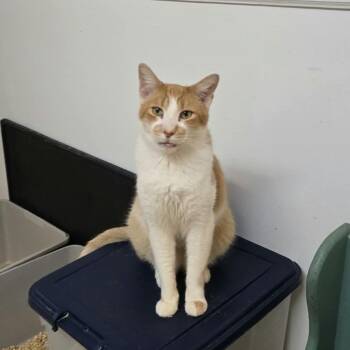Tanner -  Domestic Short Hair Cat for Adoption in Huntington, New York - Tanner | PetCurious