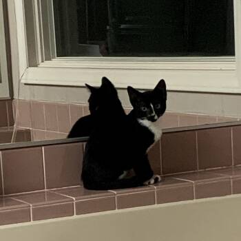 Rescue Domestic Short Hair Cats for Adoption in Charlotte, North Carolina - Eva | PetCurious