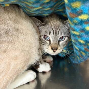 Domestic Short Hair Cats Available for Adoption in Cumming, Georgia - Billy | PetCurious