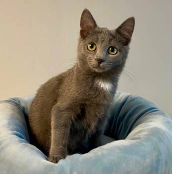 Rescue Domestic Short Hair Cats for Adoption in Waynesville, Missouri - Dane | PetCurious