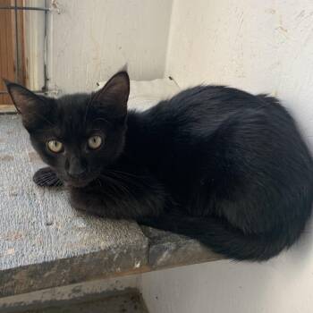Wild Thing Estep -  Domestic Short Hair Cat for Adoption in Woodstock, Virginia - Wild Thing Estep | PetCurious