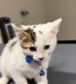 Marshall -  Domestic Short Hair Cat for Adoption in Yankton, South Dakota - Marshall | PetCurious