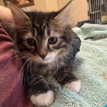 Knight - Butler campus! -  Domestic Long Hair Cat for Adoption in Flagstaff, Arizona - Knight - Butler Campus! | PetCurious