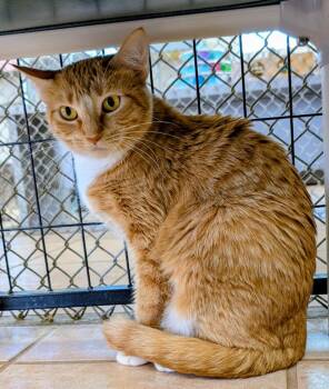 Ireland -  Domestic Short Hair Cat Available for Adoption in Youngtown, Arizona - Ireland | PetCurious