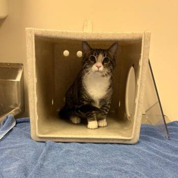 Combine -  Domestic Short Hair Cat for Adoption in Reno, Nevada - Combine | PetCurious