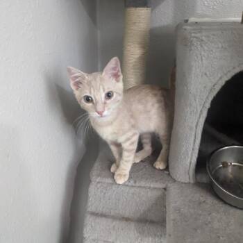 Kirby Baker the Biscuit Maker -  Domestic Short Hair Cat for Adoption in Houston, Texas - Kirby Baker The Biscuit Maker | PetCurious