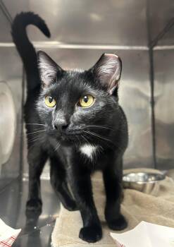 Kipper -  Domestic Short Hair Cat for Adoption in Lancaster, Pennsylvania - Kipper | PetCurious