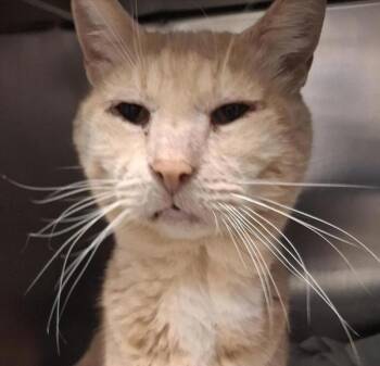 Tatonka -  Domestic Short Hair Cat for Adoption in Vancouver, Washington - Tatonka | PetCurious