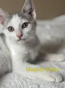 Master Shifu -  Domestic Short Hair Cat for Adoption in Plumerville, Arkansas - Master Shifu | PetCurious