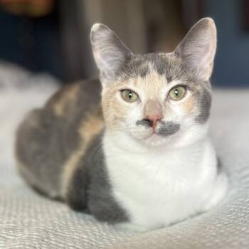 Rescue Domestic Short Hair Cats for Adoption in Los Angeles, California - Uma | PetCurious