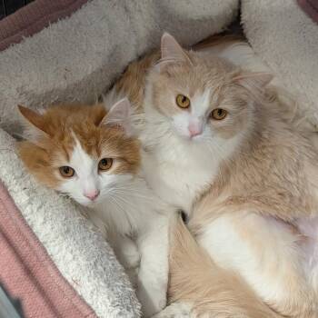 Domestic Long Hair Cats Available for Adoption - Angora And Charmeuse | PetCurious