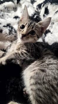 Max -  Domestic Short Hair Cat for Adoption in Richmond, Missouri - Max | PetCurious