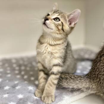 Meowth -  Domestic Short Hair Cat for Adoption in Champaign, Illinois - Meowth | PetCurious