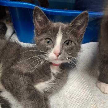 Domestic Short Hair Cats Available for Adoption in Lakeland, Florida - Do | PetCurious