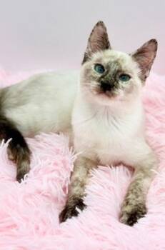 Spool -  Siamese Cat for Adoption in Covington, Louisiana - Spool | PetCurious