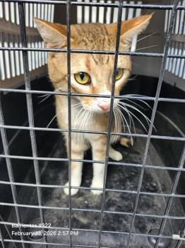 Domestic Short Hair Cats Available for Adoption - HENRY | PetCurious