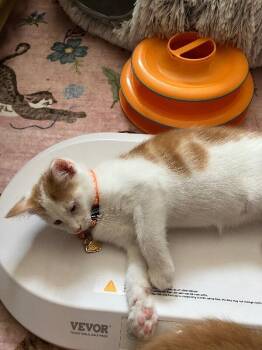 Jasper -  Domestic Short Hair Cat for Adoption - Jasper | PetCurious